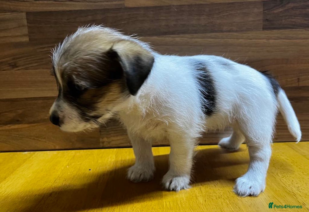 Mixed Breed dogs for sale: Jack Russell with a hint of Bichon Frise. - Image 26
