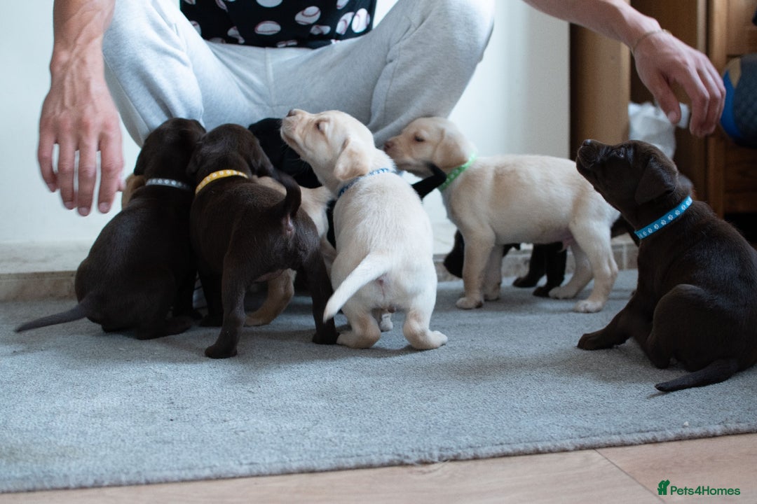 Labrador Retriever dogs for sale: Adorable Labrador Retriever Puppies  🐶💛 - Image 8