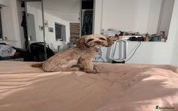 Cavapoo dogs for stud: Cavapoo for Stud - Image 3