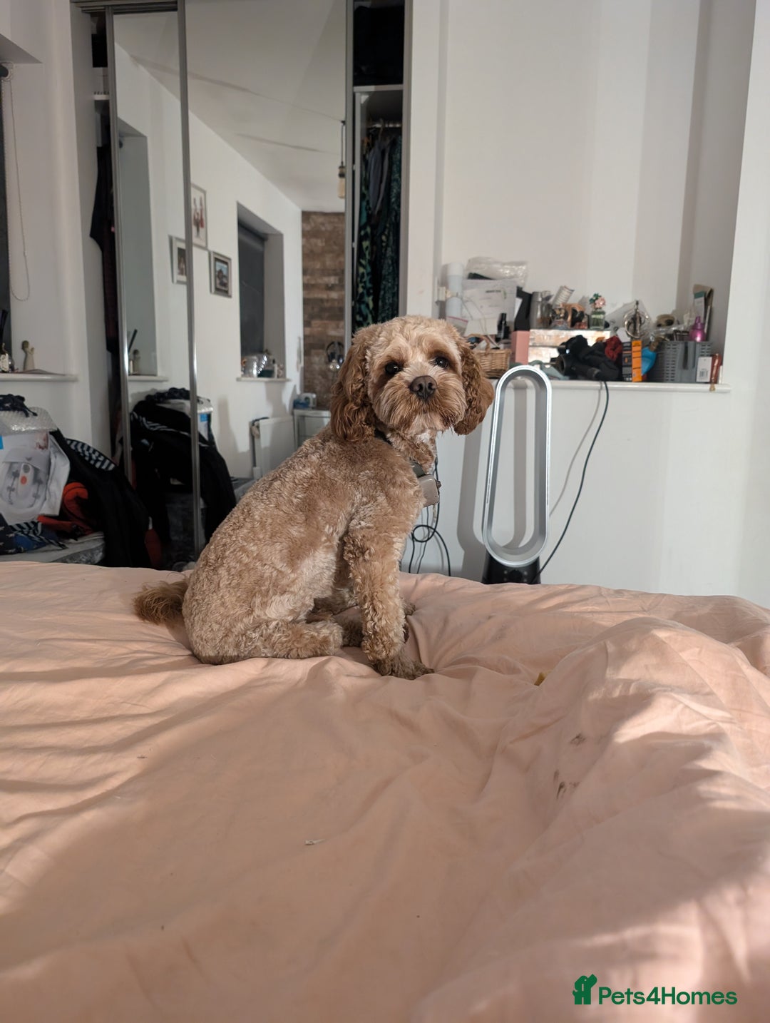 Cavapoo dogs for stud: Cavapoo for Stud - Image 3