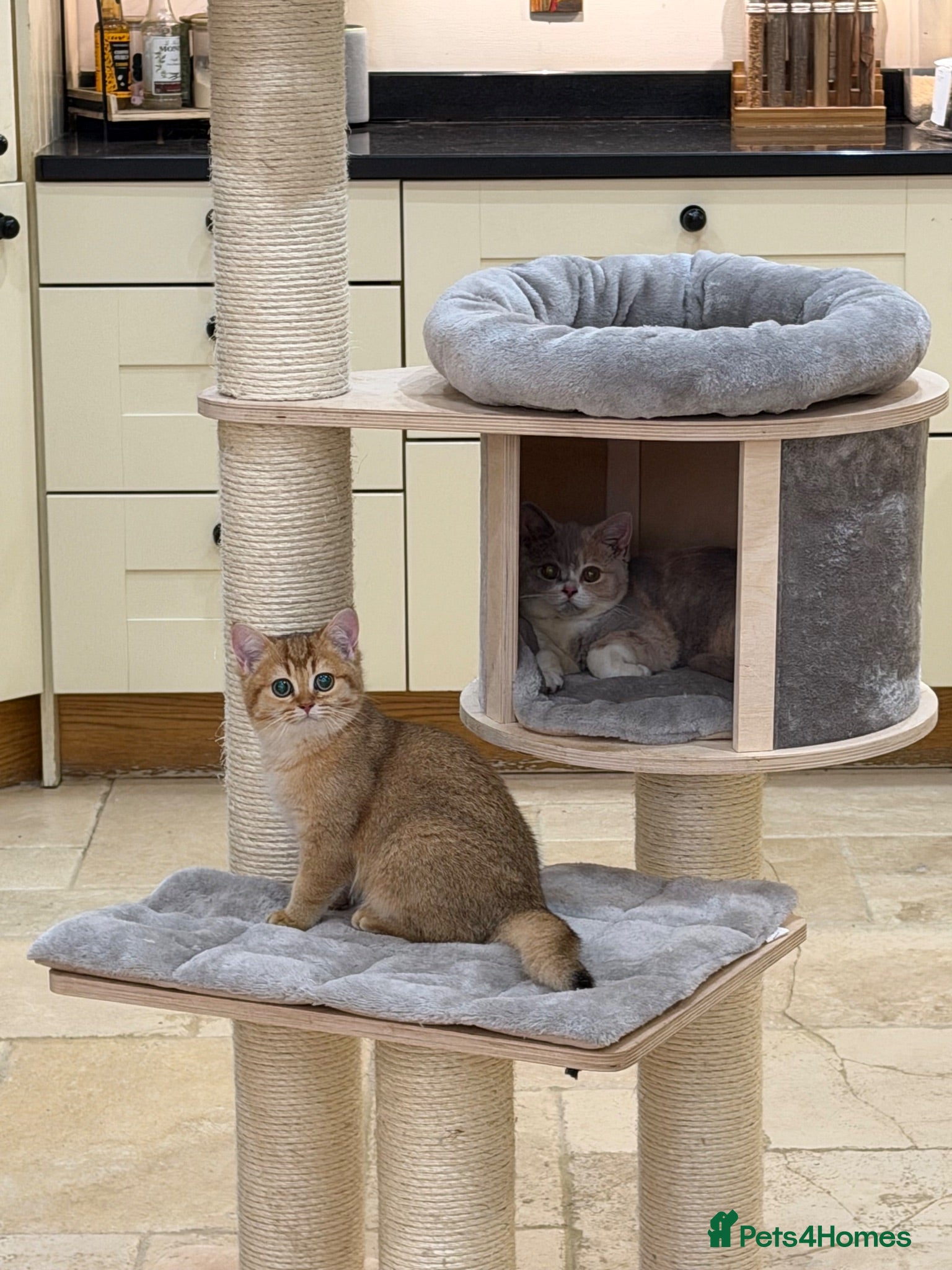 British Shorthair cats Golden & Silver BSH. 100% Pure pedigree Registered - Advert 2