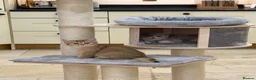 British Shorthair cats for sale: Golden & Silver BSH. 100% Pure pedigree Registered - Advert 3