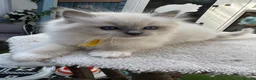 Ragdoll cats for sale: 🏆Gccf stunning ragdoll kittens (GRCH PARENTS 🥇) - Advert 9