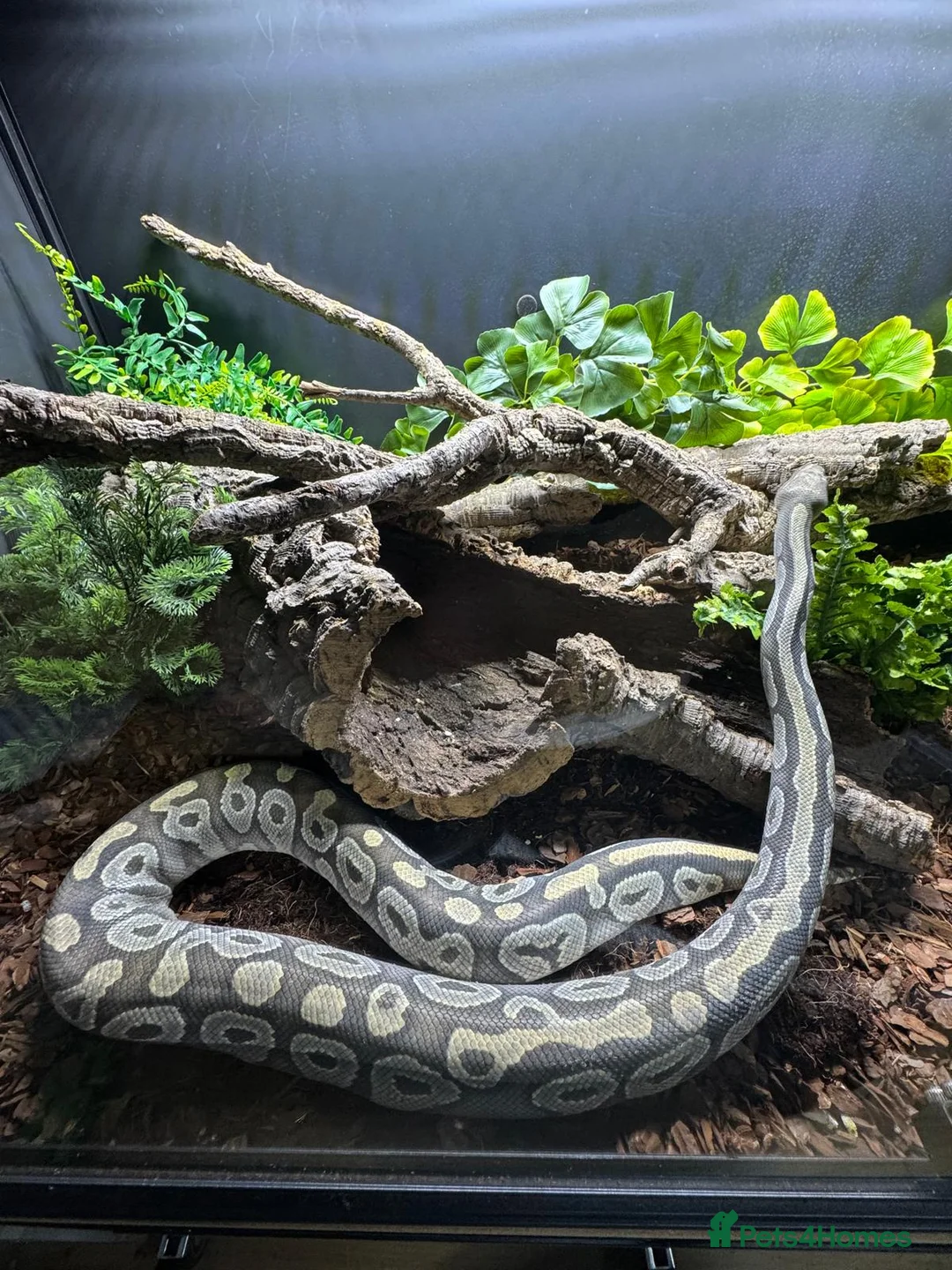 Python Snake reptiles for sale: Adult Female Mojave Hypo - Advert 8