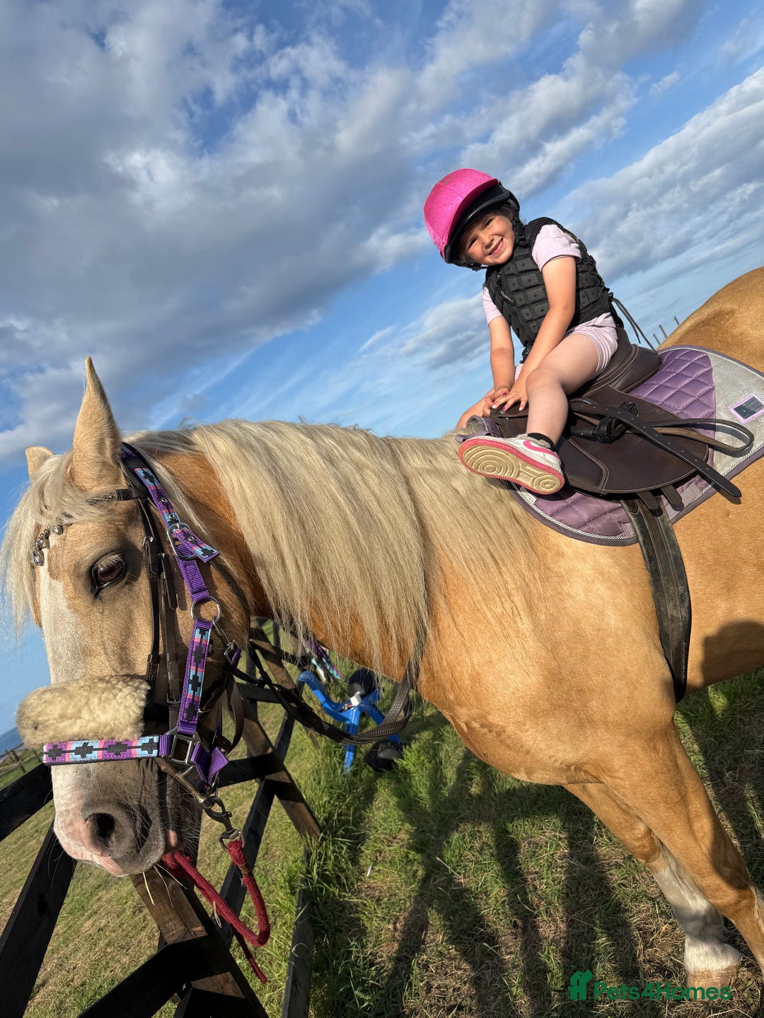 Welsh Section D horses for sale: 🐴14.3h Welsh section d palomino mare 🐴  - Advert 5