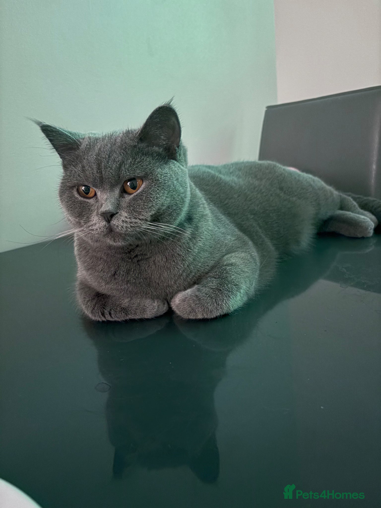 British Shorthair cats 2 British shorthair mixed kittens. - Advert 2