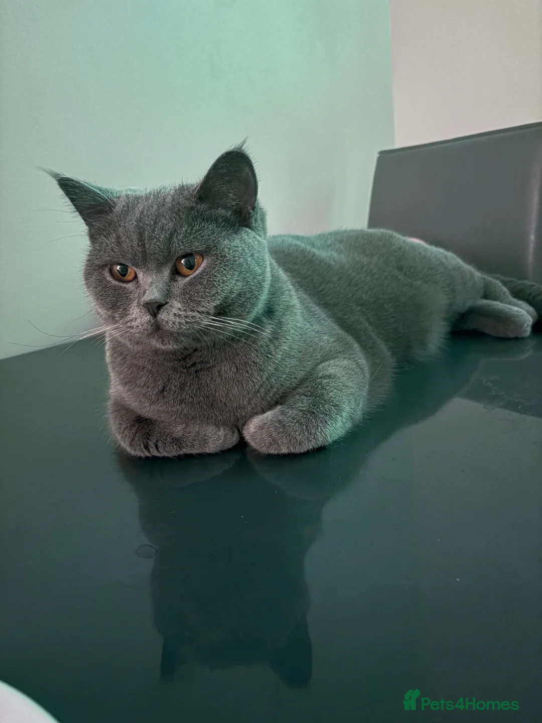 British Shorthair cats for sale: 2 British shorthair mixed kittens. - Advert 1