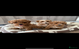 Maltipoo dogs for sale: Toy Maltipoo puppies for sale - Image 2