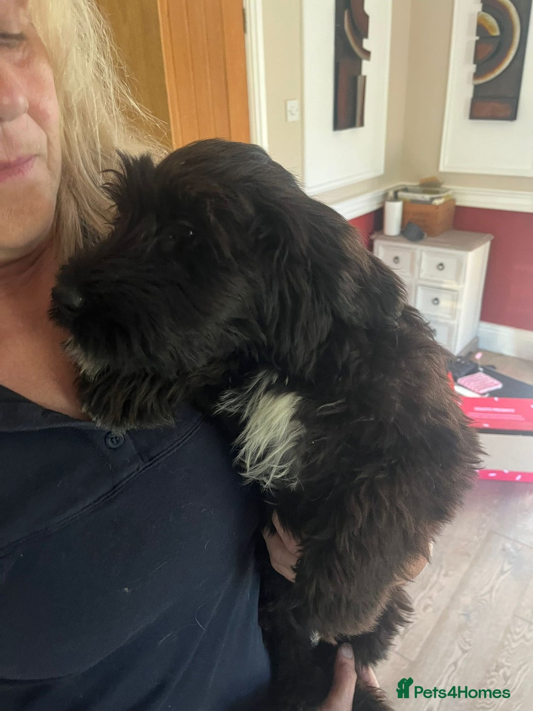 Portuguese Water Dog dogs for sale: Portuguese water dog pups: ready now - Image 6
