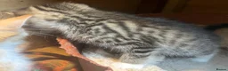 Mixed Breed cats for sale: Gorgeous Kittens Ready Now - Advert 16