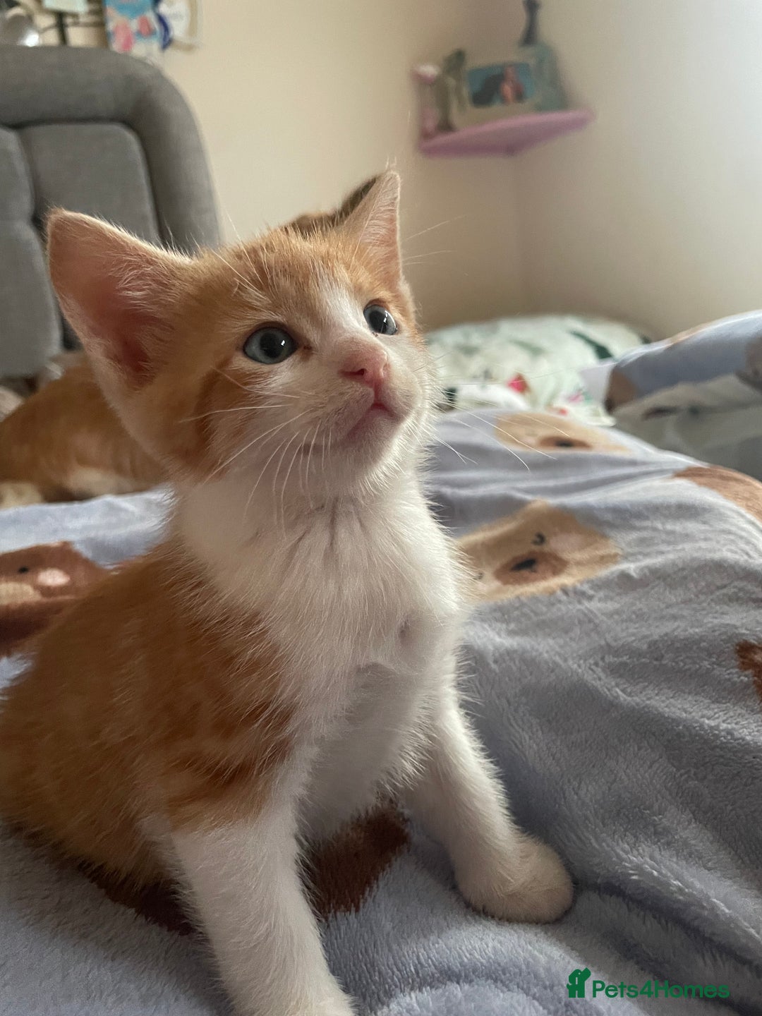 Mixed Breed cats for sale: 5 Beautiful & Friendly kittens for sale  - Advert 25