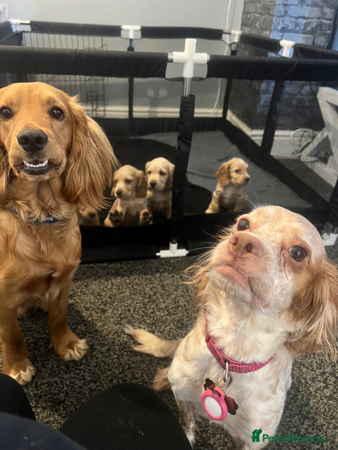 Cocker Spaniel dogs for sale: READY TO LEAVE 5 Golden Show Cocker Spaniels!  in Stanley - Image 12