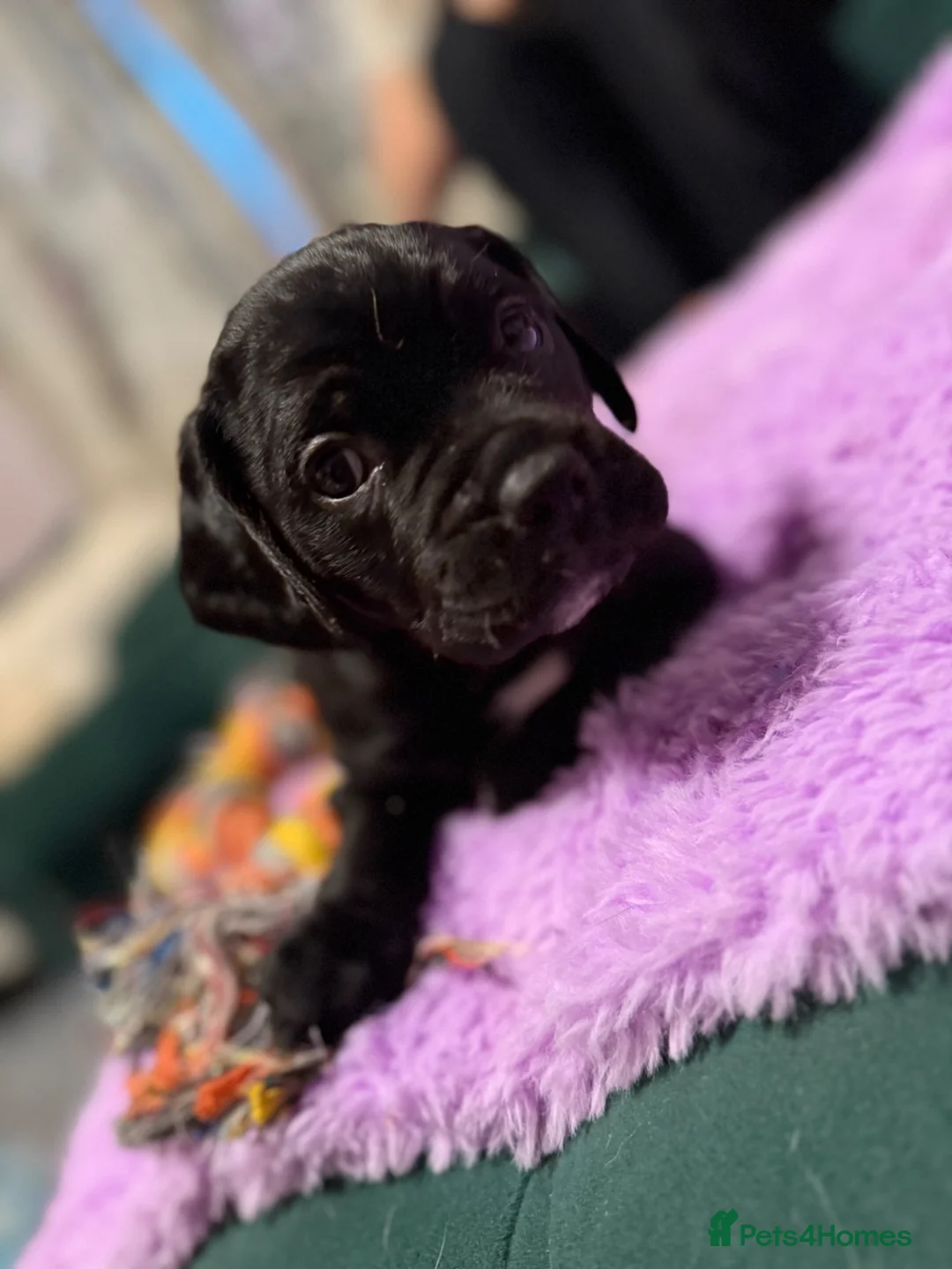 Mixed Breed dogs for sale: Puppies for sale - Advert 11