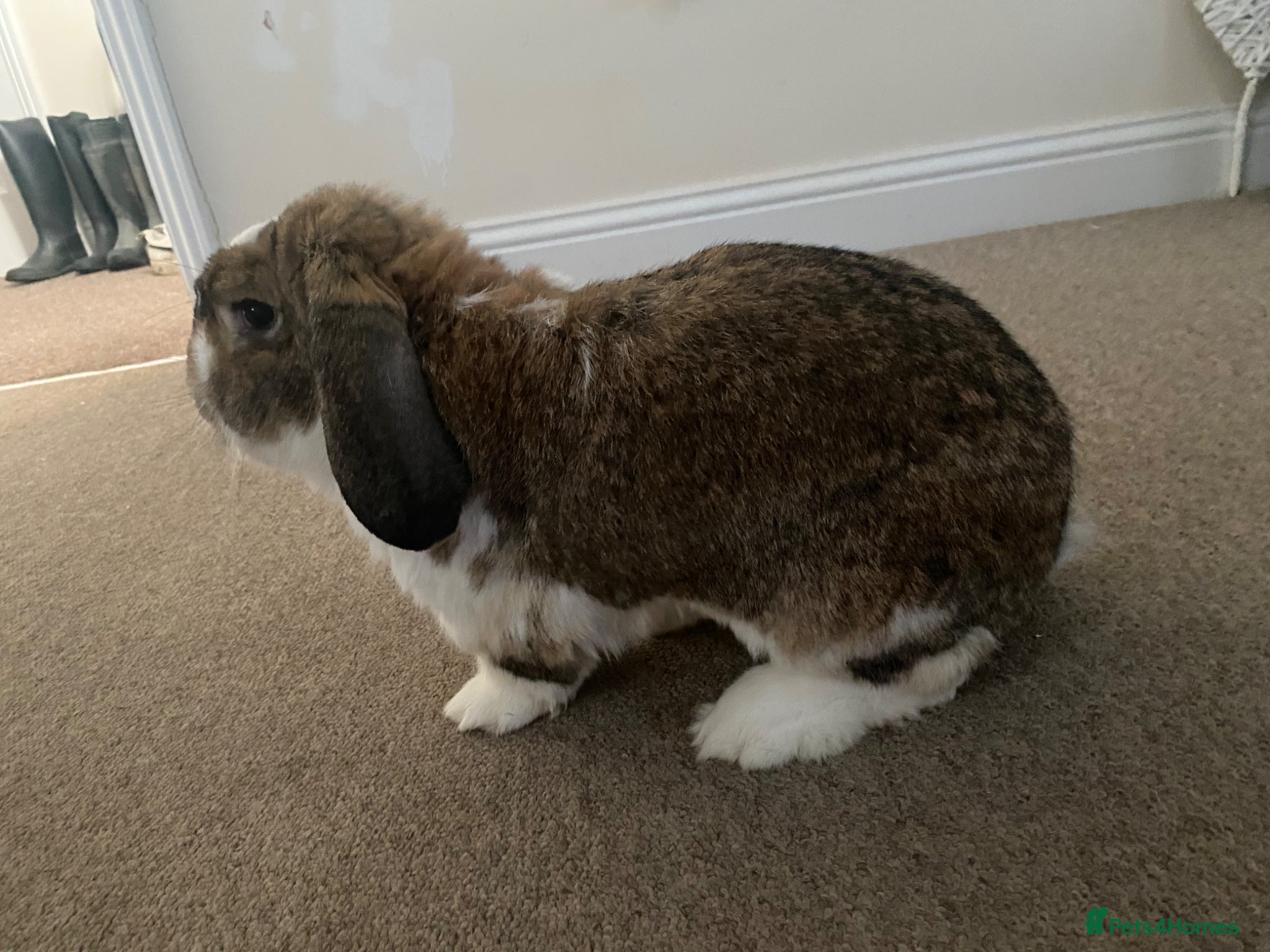 English Lop rabbits lovely english giant lop  - Advert 1