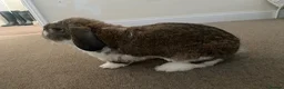 English Lop rabbits for sale: lovely english giant lop  in Norwich - Advert 1