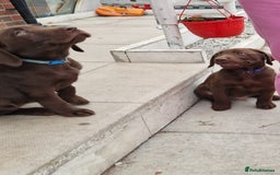 Labrador Retriever dogs for sale: Champain/chocolate puppys - Image 27