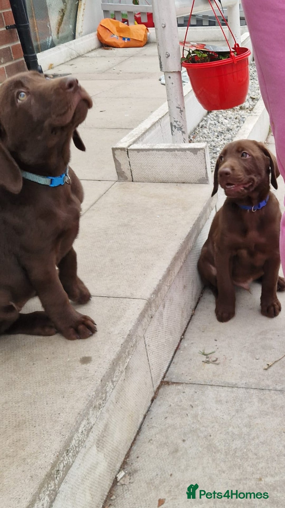 Labrador Retriever dogs for sale: Champain/chocolate puppys - Image 27