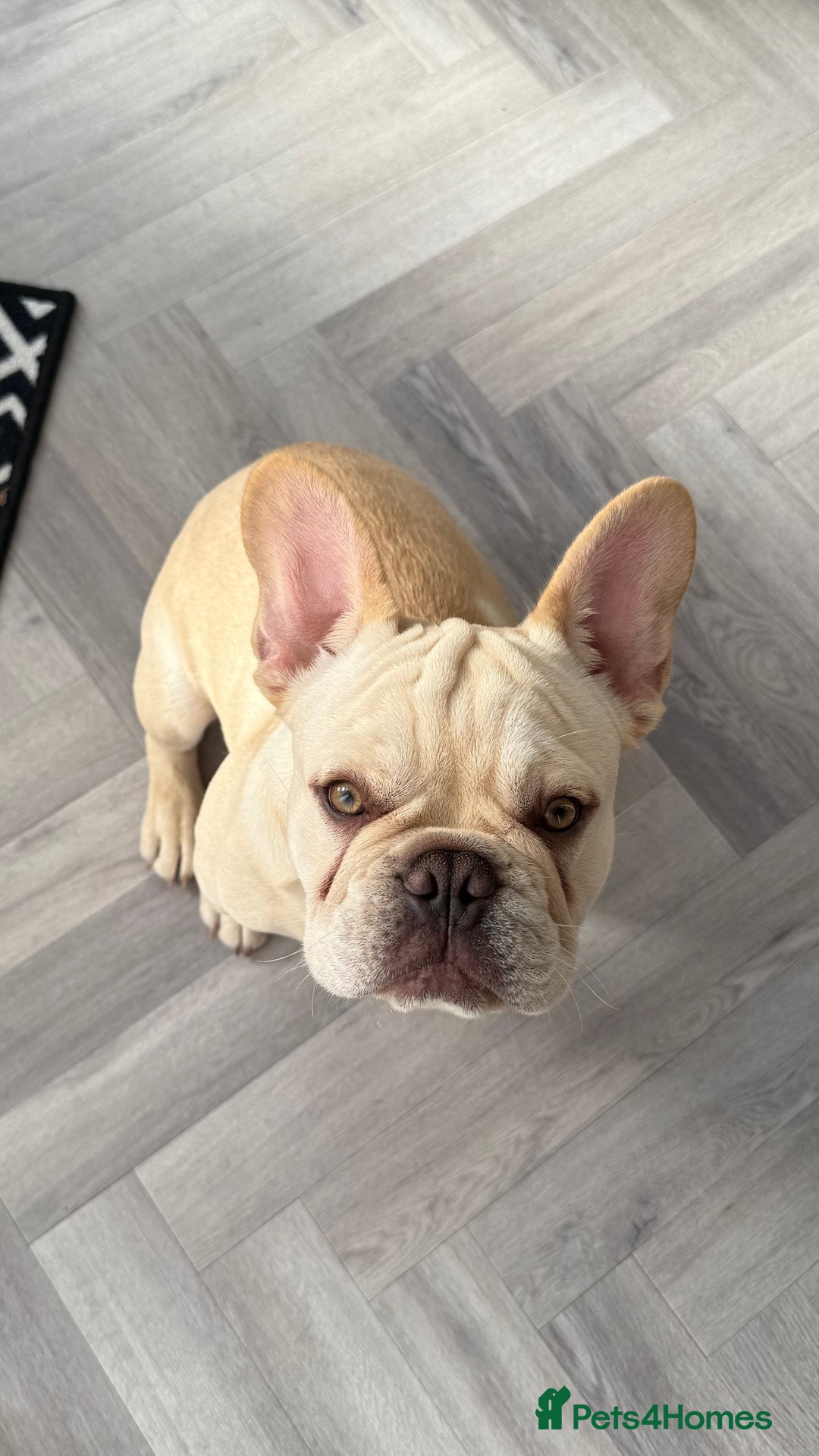 French Bulldog dogs for sale: French BullDog Boy - 7 Months Old  - Advert 6