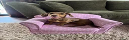 Dachshund dogs for sale: Dachshund Lilly  in Gainsborough - Advert 1