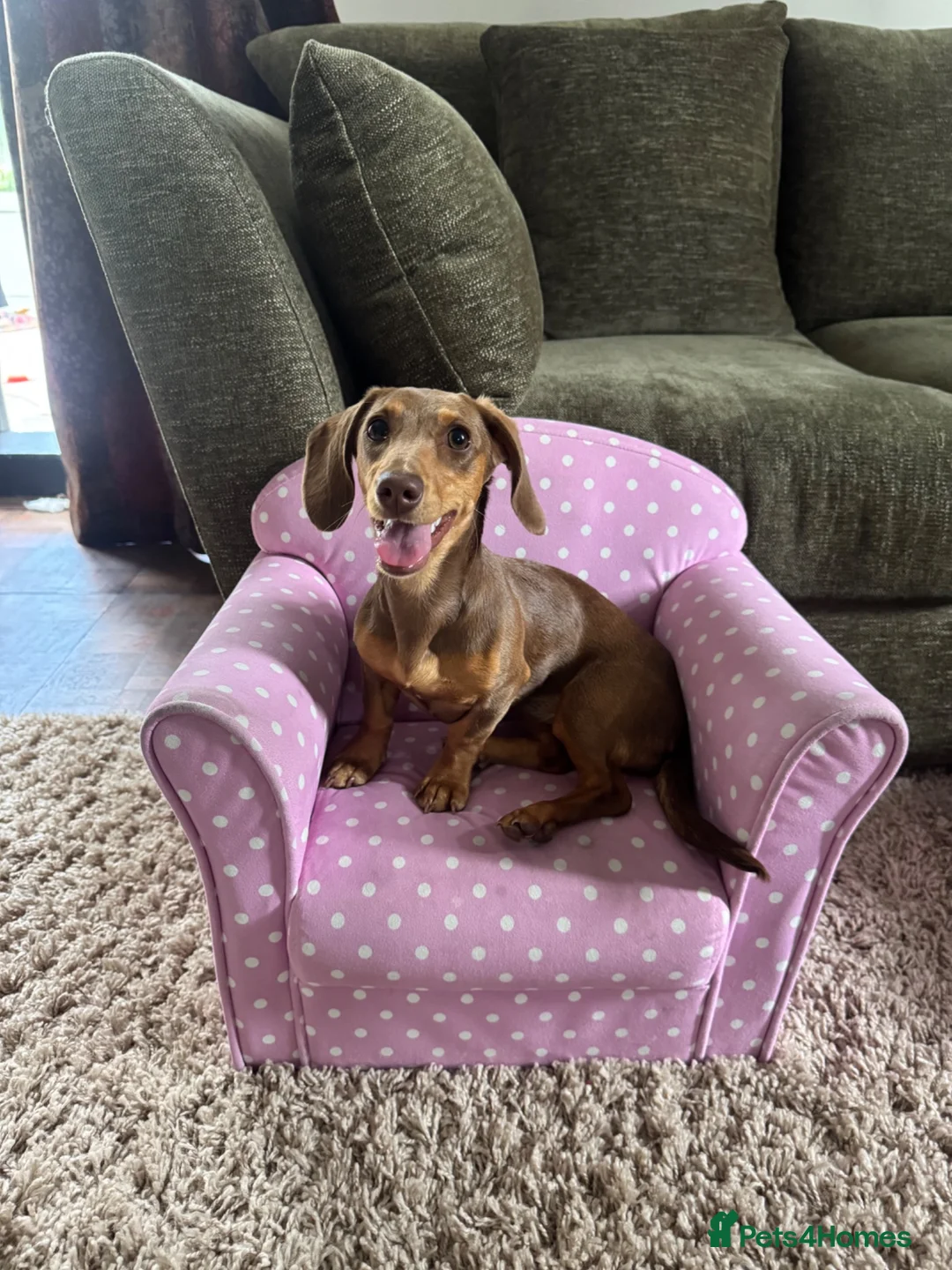 Dachshund dogs for sale: Dachshund Lilly  in Gainsborough - Advert 1