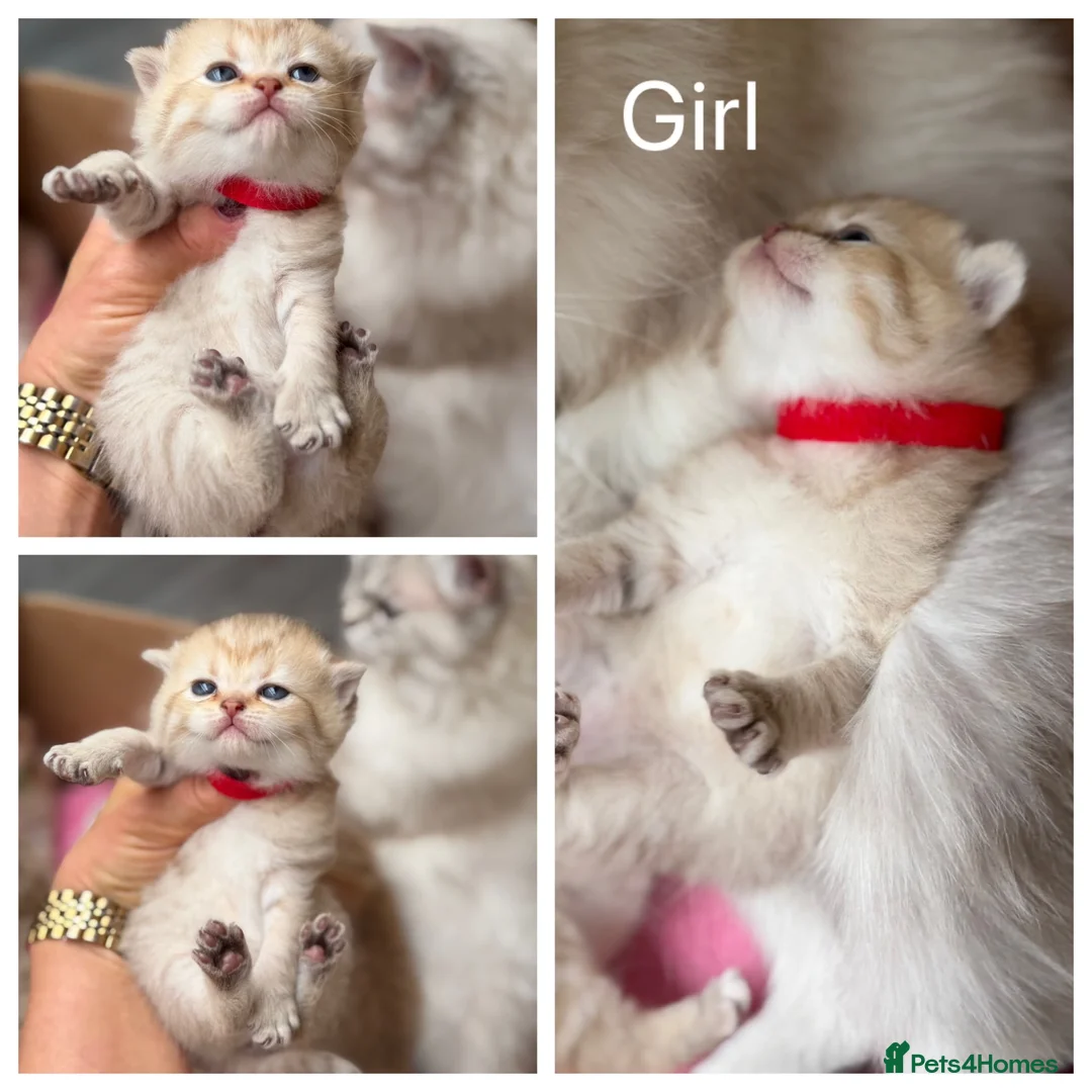 British Shorthair cats for sale: Adorable TICA British Shorthair kittens  - Advert 2