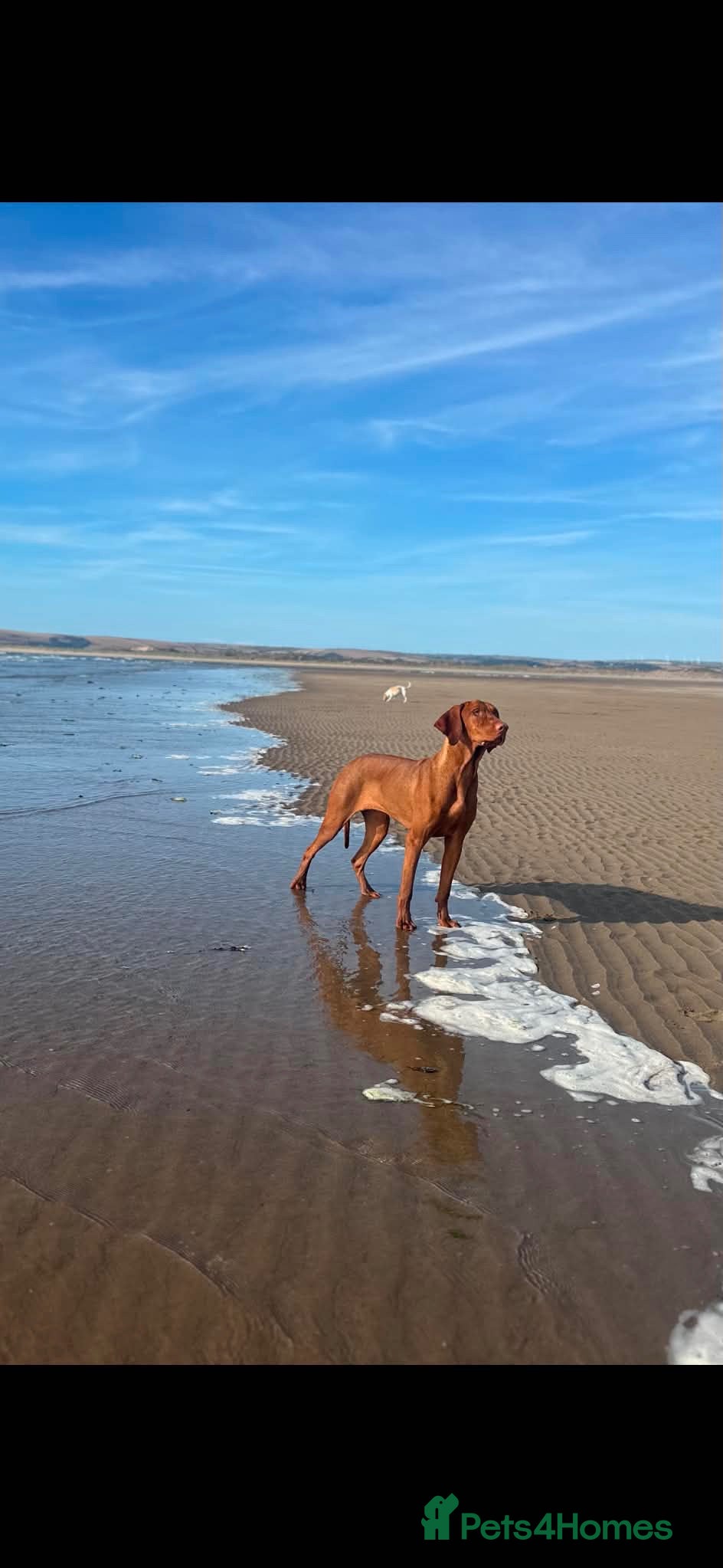 Hungarian Vizsla dogs 10month old girl for forever pet home - Advert 1