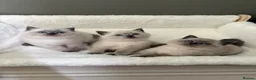 British Shorthair cats for sale: British shorthair Scottish fold kittens  - Advert 1