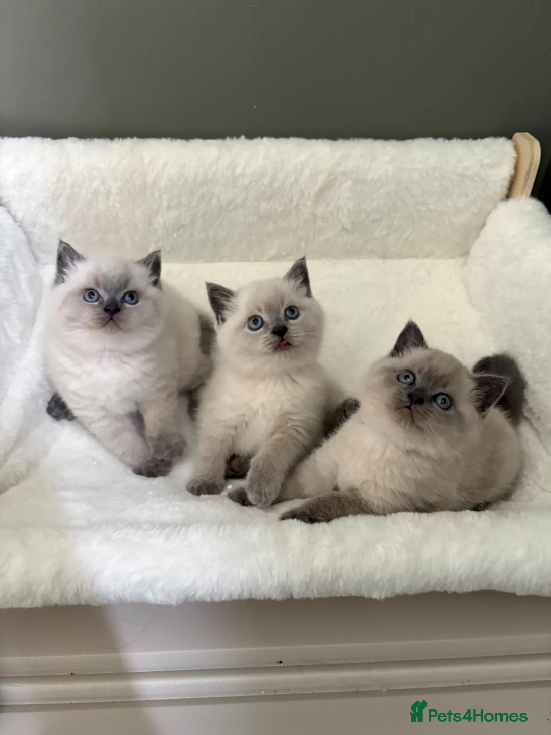 British Shorthair cats for sale: British shorthair Scottish fold kittens  - Advert 1