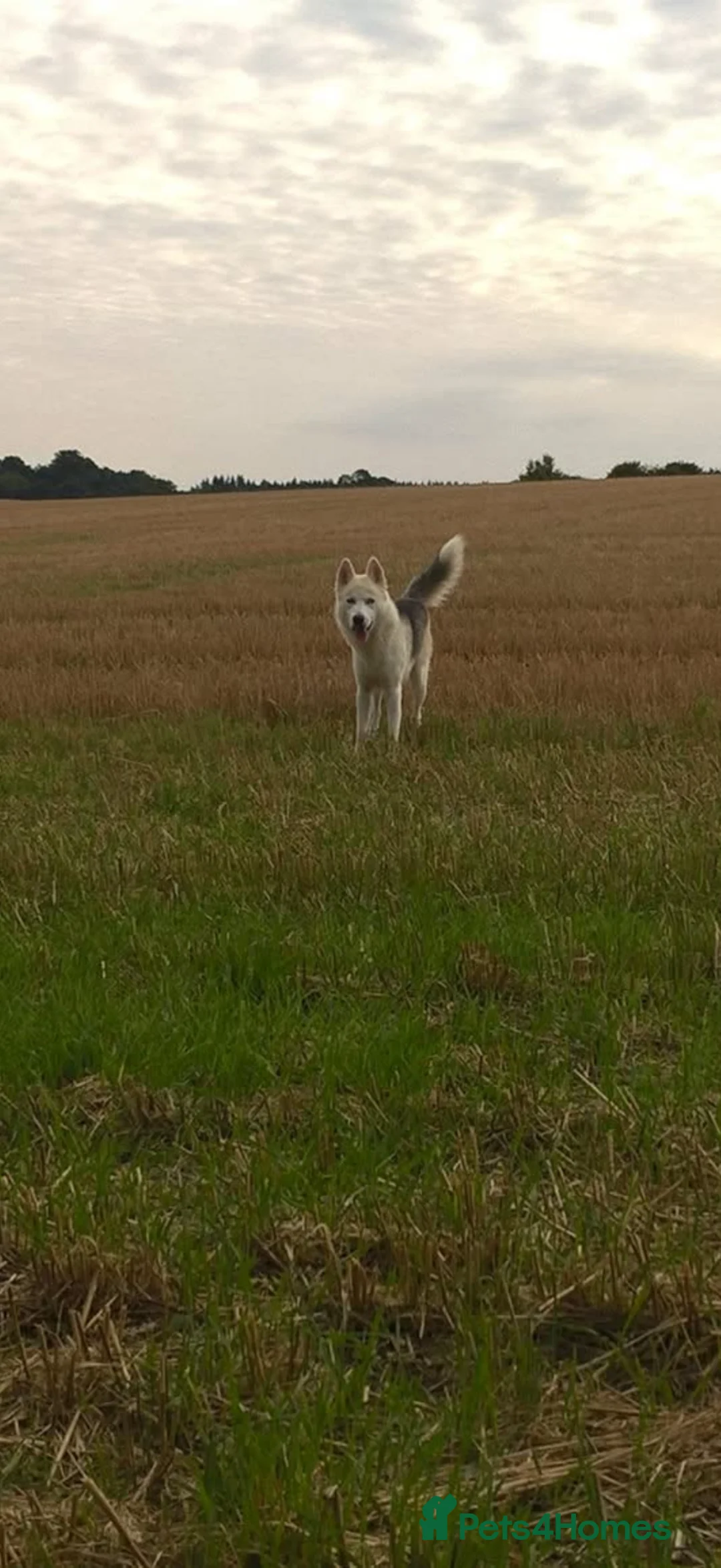 Siberian Husky dogs for stud: My beautiful blue eyed boy Siberian husky  - Advert 5