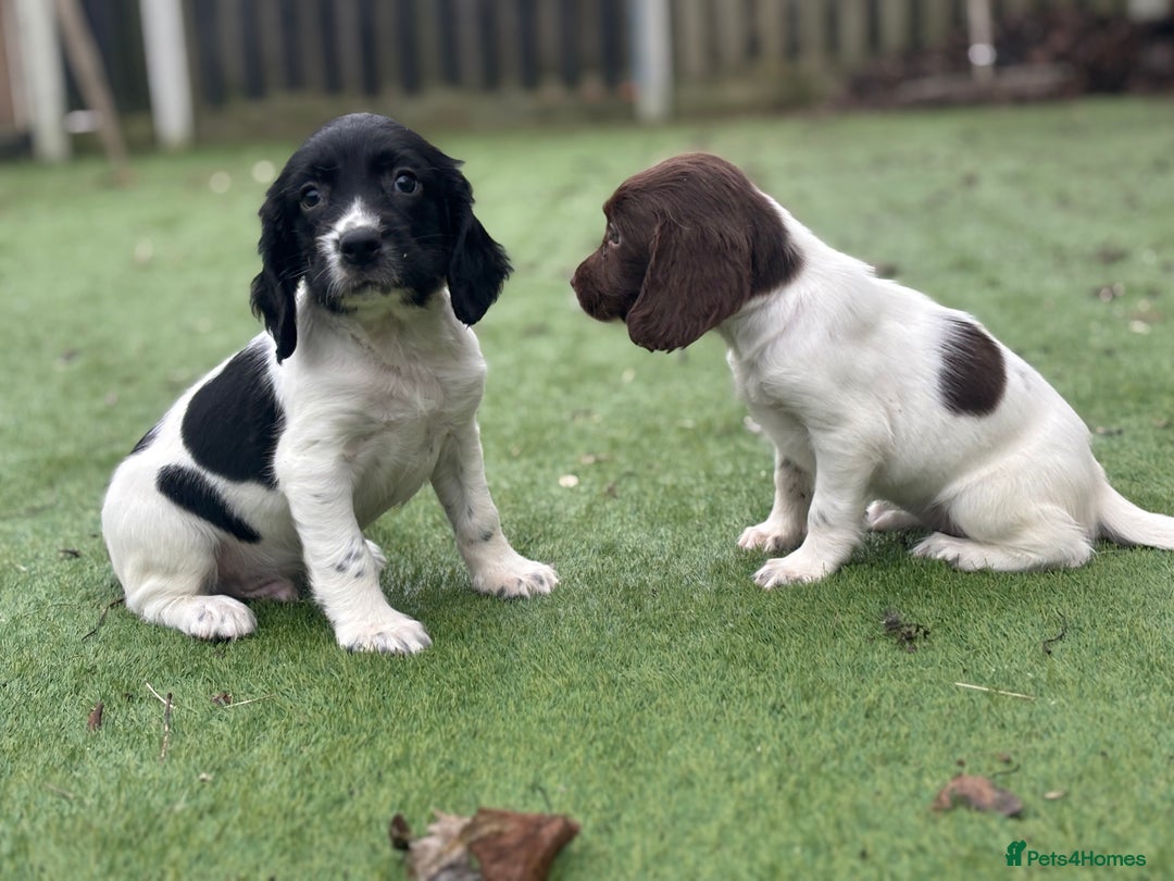 English Springer Spaniel dogs for sale: Working lines KC springer spaniels  - Advert 2