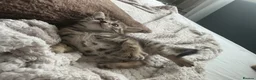 Bengal cats for sale: Bengal kittens for sale.  - Advert 7