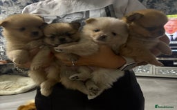 Mixed Breed dogs for sale: NEW BREED! Pomeranian x FULL FLUFFY FRENCHIE  - Image 13