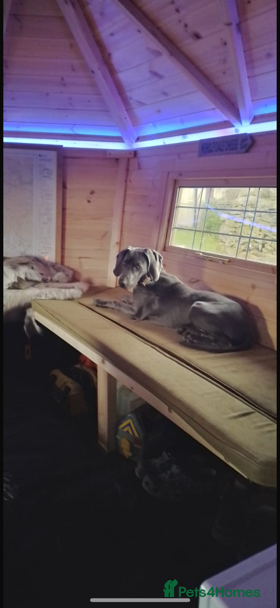 Weimaraner dogs Weimarana 6month Male - Advert 5