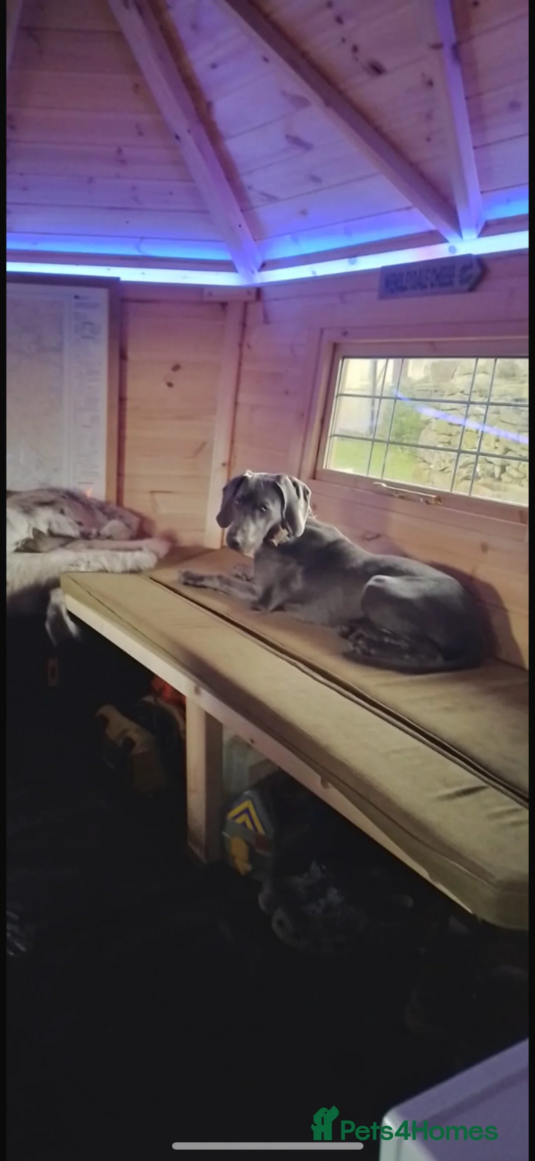 Weimaraner dogs for sale: Weimarana 6month Male in Sedbergh - Advert 1