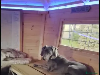 Weimaraner dogs Weimarana 6month Male - Advert 5