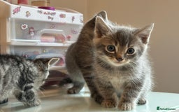Mixed Breed cats for sale: Mixed breed ragdol and tobby - Image 4
