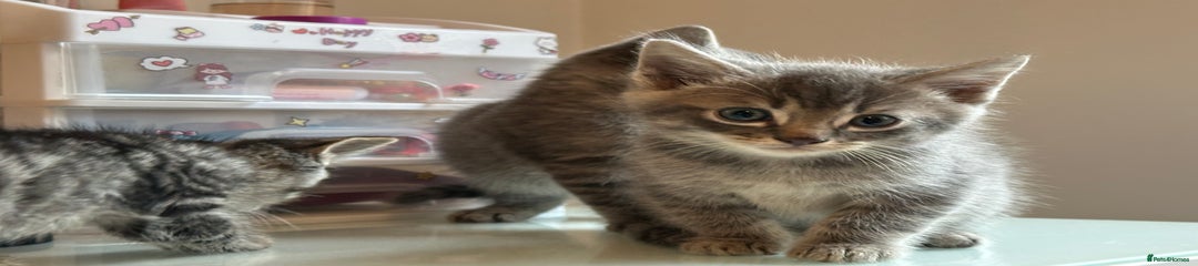 Mixed Breed Kitten 1