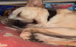 Mixed Breed dogs for sale: Loving dog to a good home  - Image 4