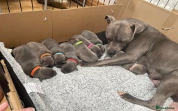 Staffordshire Bull Terrier dogs for sale: Beautiful female Staffordshire bull terrier  - Image 6