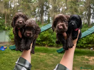 Sprocker dogs F1 sprockers - Advert 1