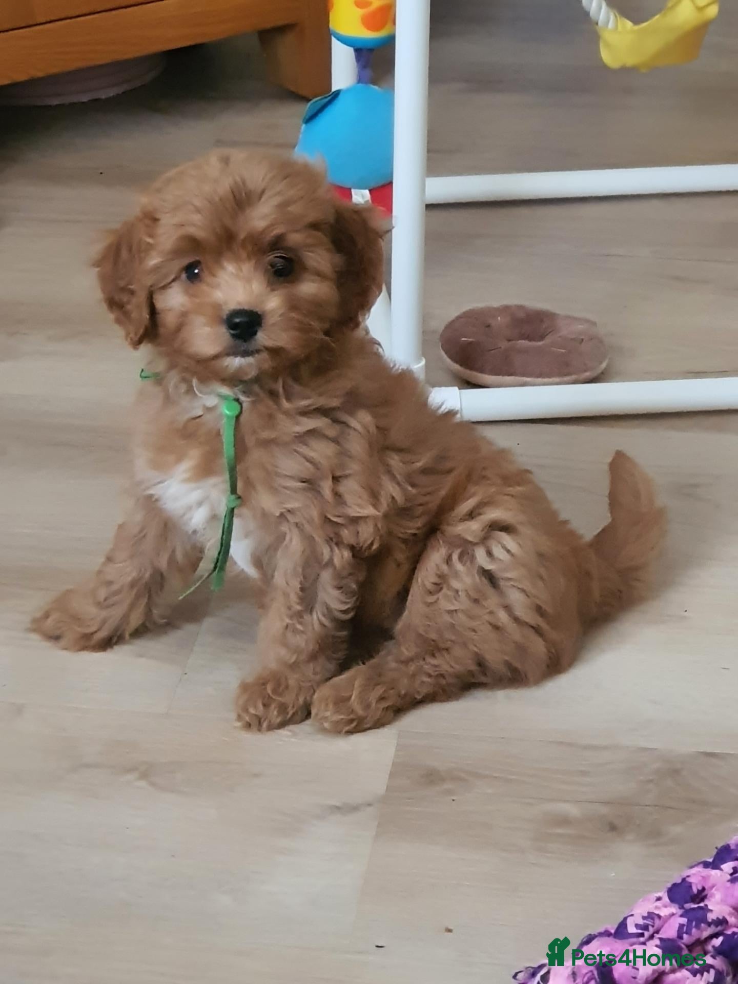 Cavapoochon dogs Small Cavapoochon red puppies - Advert 1