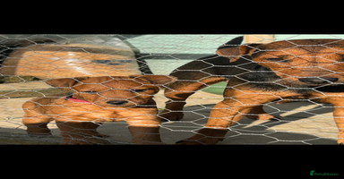 Lakeland Terrier dogs - Advert 4