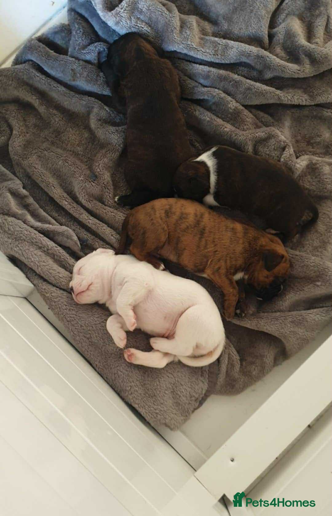 Boxer dogs for sale: Quality Well Bred Boxer Babies - Image 3