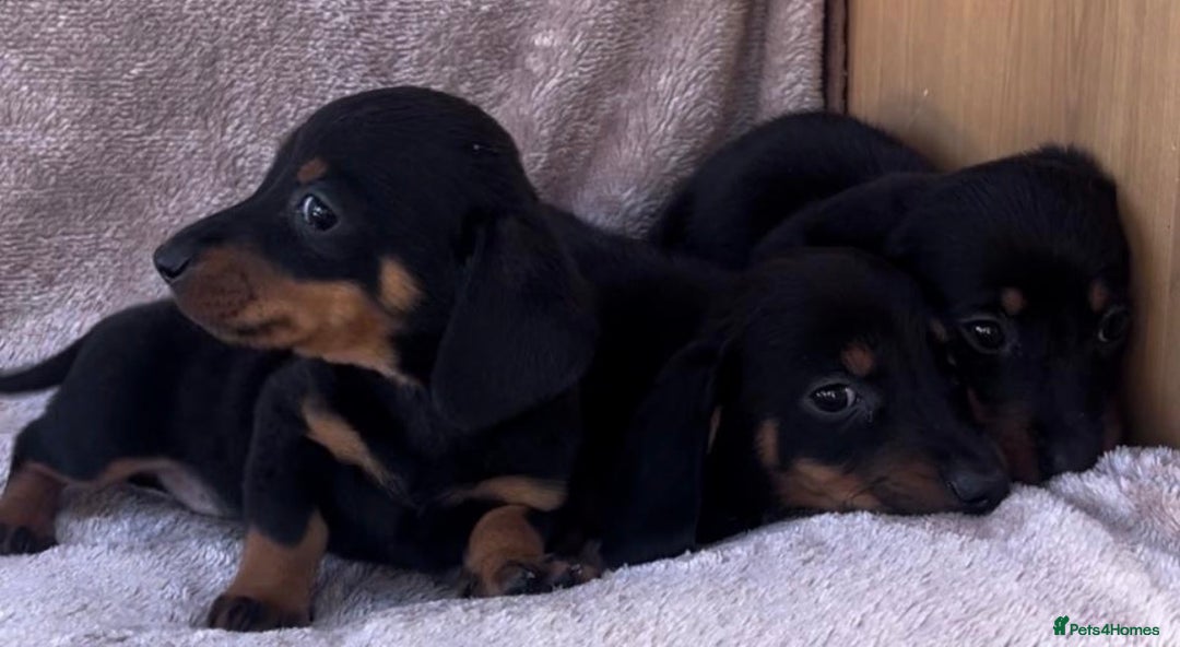 Dachshund dogs for sale: ❤️ Dachshund puppies ❤️ - Image 15