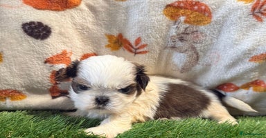 Shih Tzu dogs - Advert 11