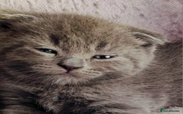 British Shorthair cats for sale: ❤️Gorgeous Scottish Fold/Straight kittens❤️ - Image 33