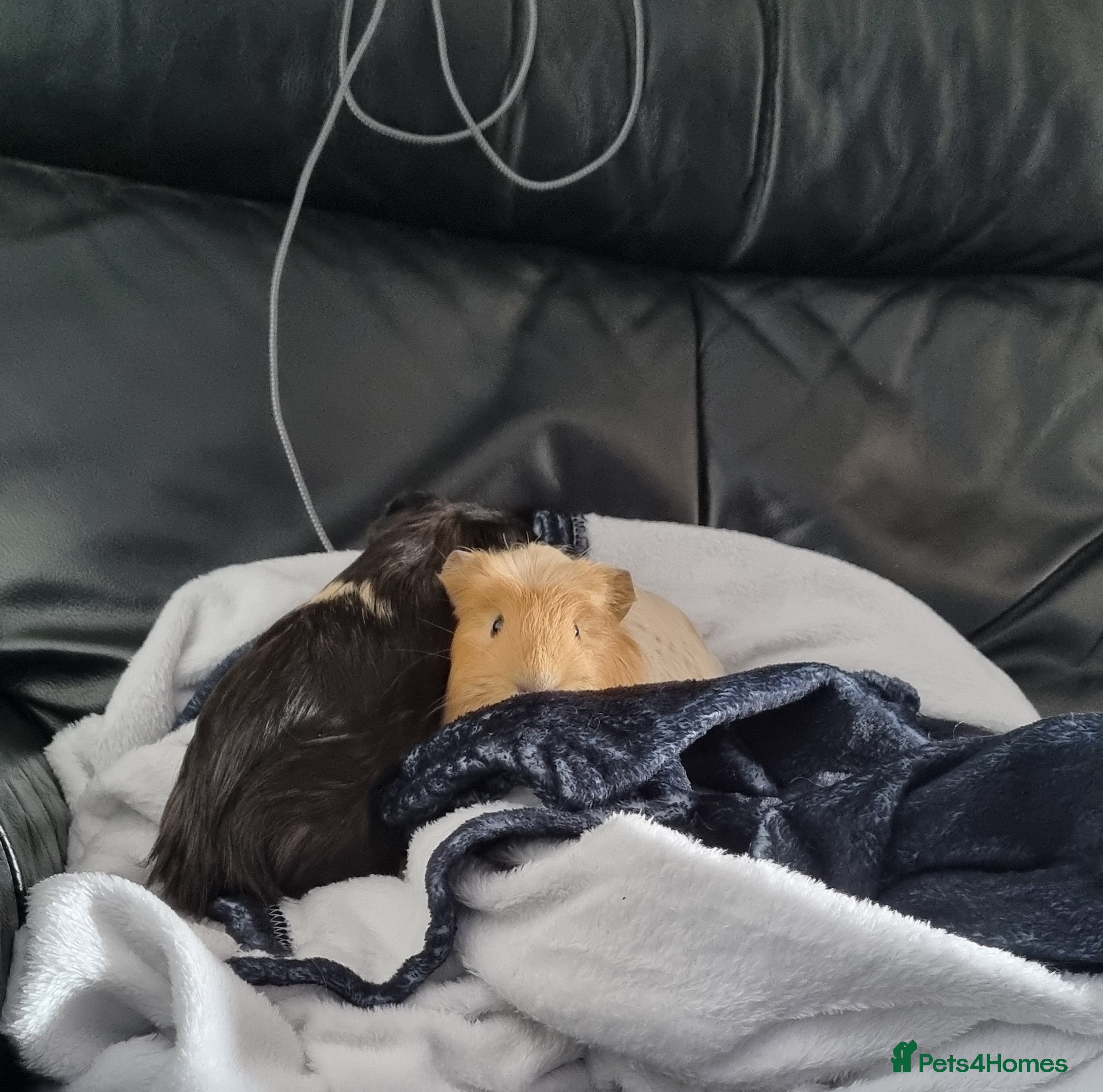 Guinea Pig rodents Lloyd & cole - male piggies for rehome - Advert 1