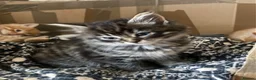 Mixed Breed cats for sale: Adorable kittens  - Advert 1