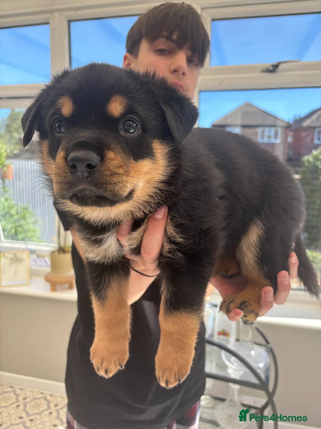 Mixed Breed dogs for sale: Rottweiler x Presa Canario - Advert 2