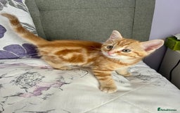 Domestic Shorthair cats for sale: Sweet Ginger Prince - Image 6